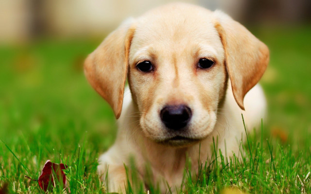Puppy laying grass sad looking free wallpaper - medium preview image