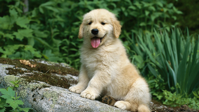Puppy sitting rock forest tongue free wallpaper - medium preview image