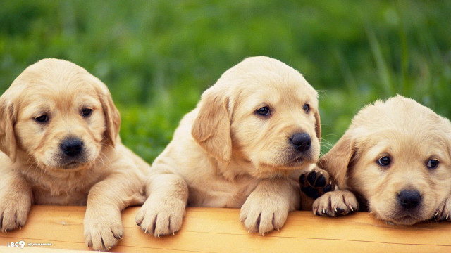 Three puppies sitting on wooden free wallpaper - medium preview image