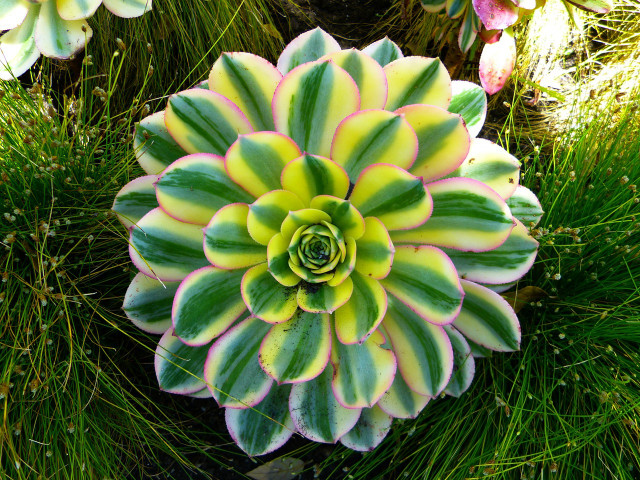Green yellow flower garden grass free wallpaper - medium preview image