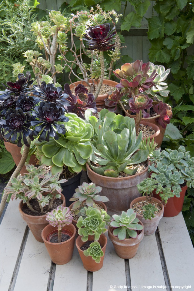 Potted plants table garden fence free wallpaper - medium preview image