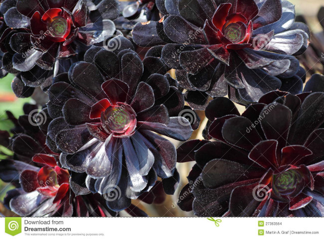 Closeup gothic flower puzzle strawberry free wallpaper - medium preview image
