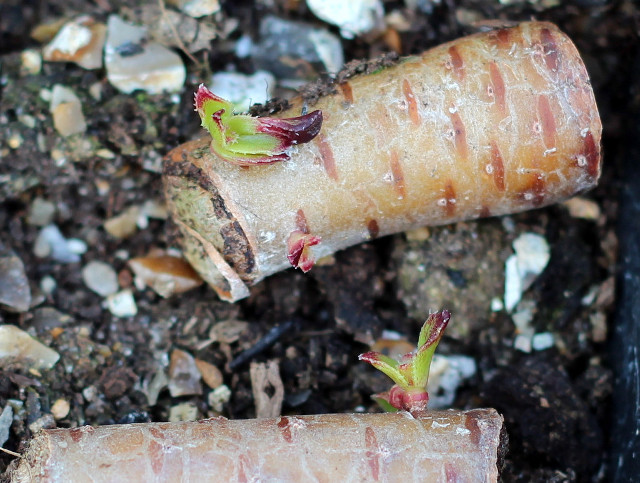 Carrots dirt ground soil vegetables free wallpaper - medium preview image