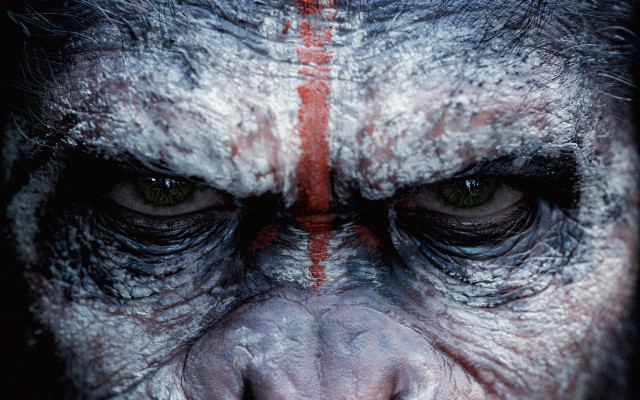 Monkey closeup red lines face free wallpaper - medium preview image
