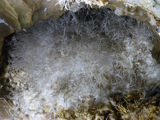 Bird nest closeup domirinic fegallia free wallpaper - medium preview image