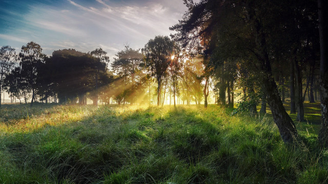 Sunlit field trees grass matte free wallpaper - medium preview image