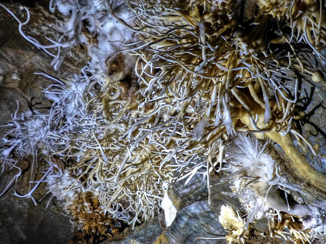 Dead plants leaves rock surface free wallpaper - medium preview image