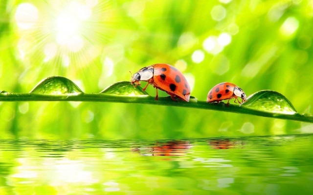 Ladybugs green leaf water droplets #2 free wallpaper - medium preview image