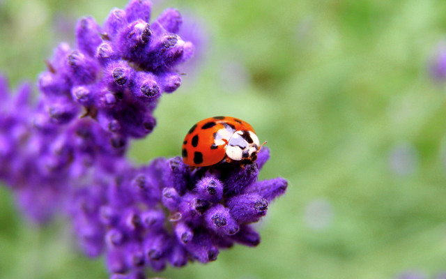 Ladybug purple flower lavender field free wallpaper - medium preview image