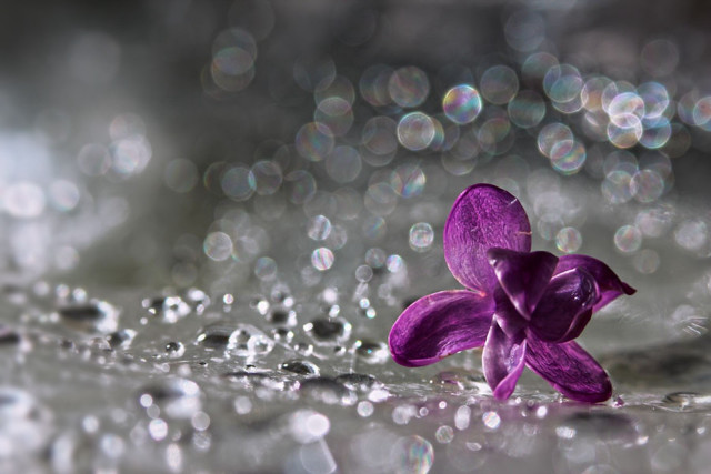 Purple flower water droplets bokeh #5 free wallpaper - medium preview image