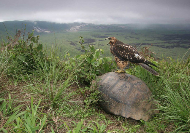 Hawk turtle grass field mountain free wallpaper for desktop - medium preview image