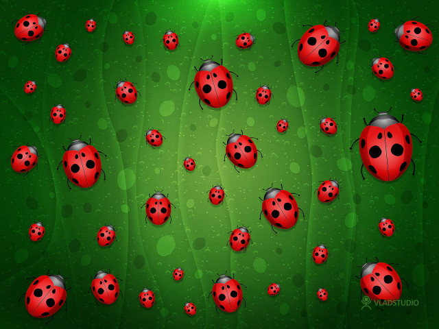 Ladybugs green background bubbles dots free wallpaper - medium preview image