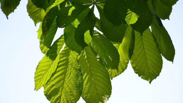 Green leafy tree branch blue free wallpaper - medium preview image