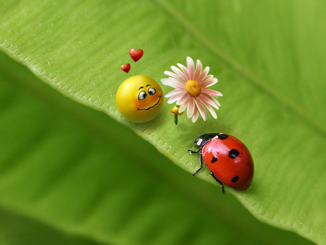 Ladybugs green leaf flower sitting free wallpaper - medium preview image
