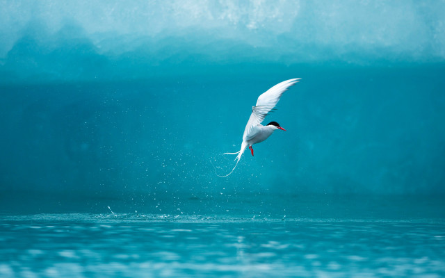 Bird flying ocean fish mouth free wallpaper - medium preview image