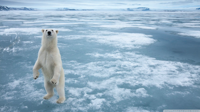 Polar bear ice curious looking free wallpaper - medium preview image