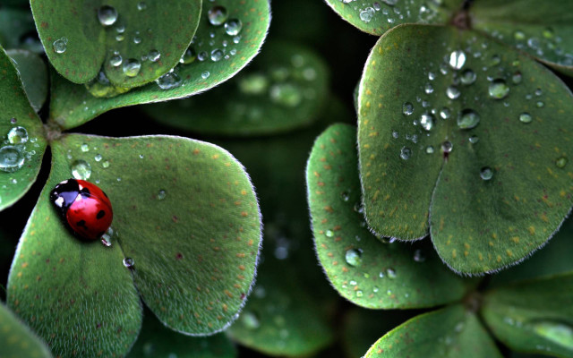 Ladybug green leaf water droplets #15 free wallpaper - medium preview image