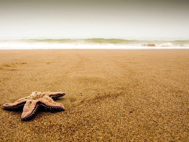 Starfish beach ocean wave background free wallpaper - medium preview image