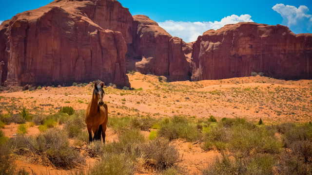 Horse desert mountains grass sky free wallpaper - medium preview image