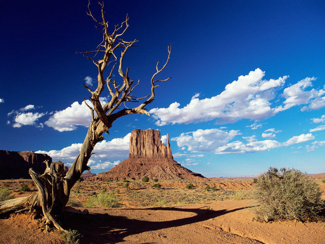 Dead tree desert mountain clouds free wallpaper - medium preview image