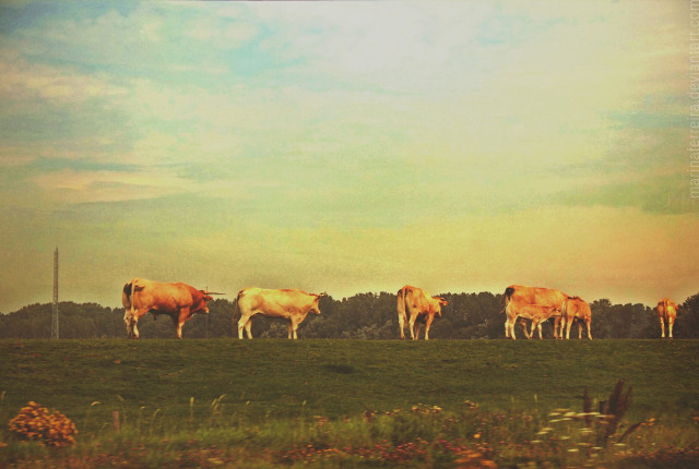 Cows grazing field sky clouds free wallpaper - medium preview image