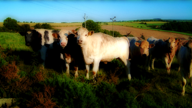 Herd cattle green field forest free wallpaper - medium preview image