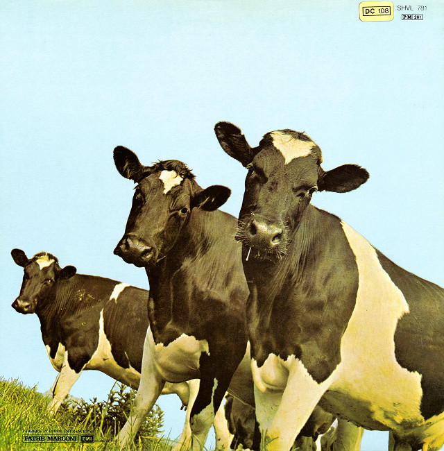Cows grass field blue sky free wallpaper - medium preview image