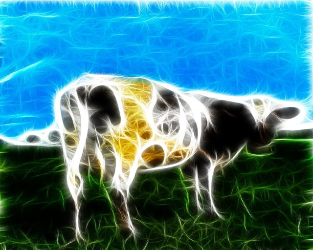 Cow standing field grass blue #2 free wallpaper - medium preview image