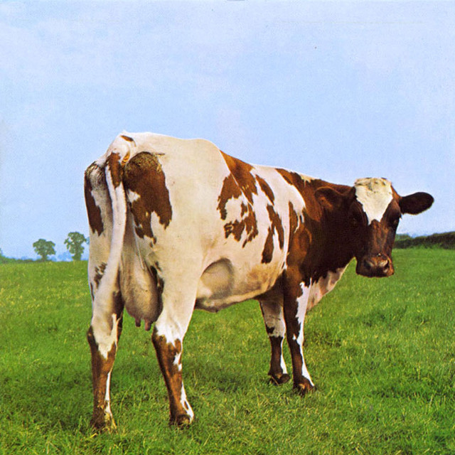 Brown white cow grass field free wallpaper - medium preview image