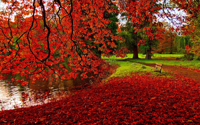Bench tree red leaves river free wallpaper - medium preview image