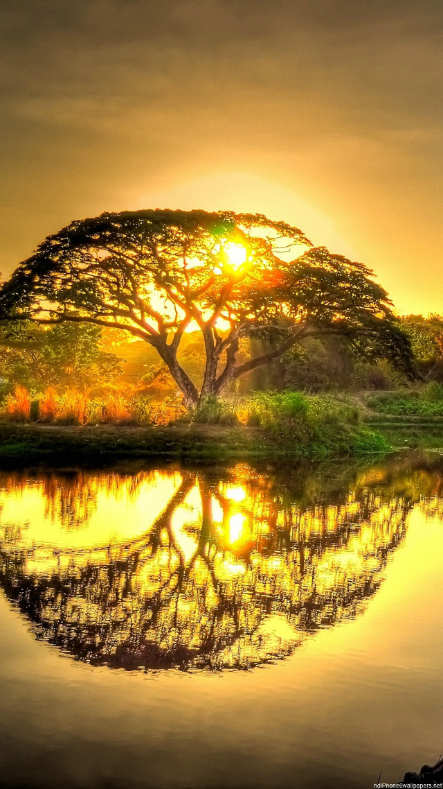 Tree reflection water sunset sunshine free wallpaper - medium preview image