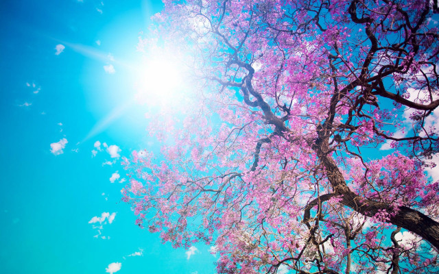 Pink flower tree sunshine hanami free wallpaper - medium preview image