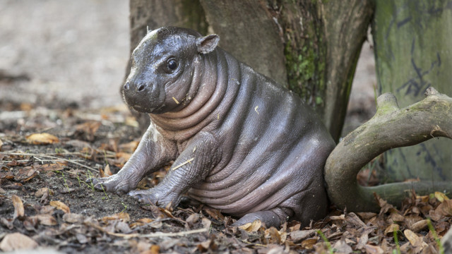 Small animal sitting ground tree free wallpaper - medium preview image