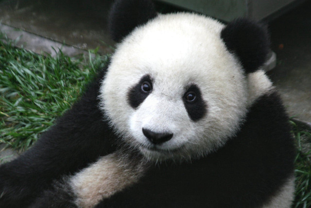 Panda green field building looking free wallpaper - medium preview image