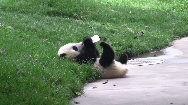 Panda bear laying grass reaching free wallpaper - medium preview image