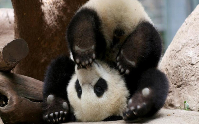 Panda bear rock tree trunk free wallpaper - medium preview image