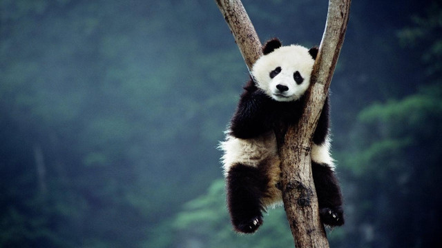 Panda bear tree branch forest free wallpaper - medium preview image