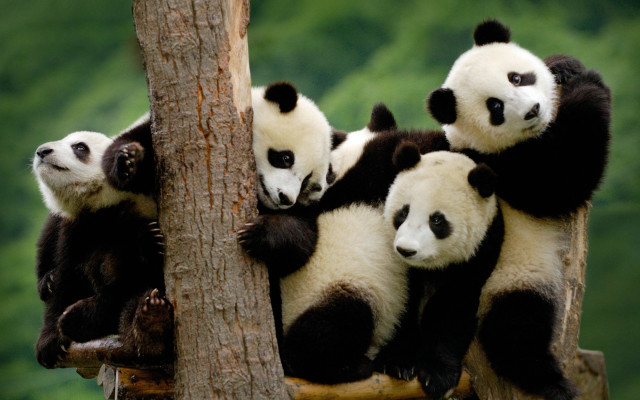 Panda bears tree branch forest free wallpaper - medium preview image