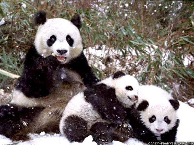 Pandas snow eating bamboo smiling free wallpaper - medium preview image