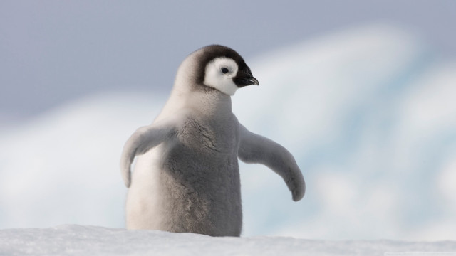 Penguin snow hill glacier blue free wallpaper - medium preview image