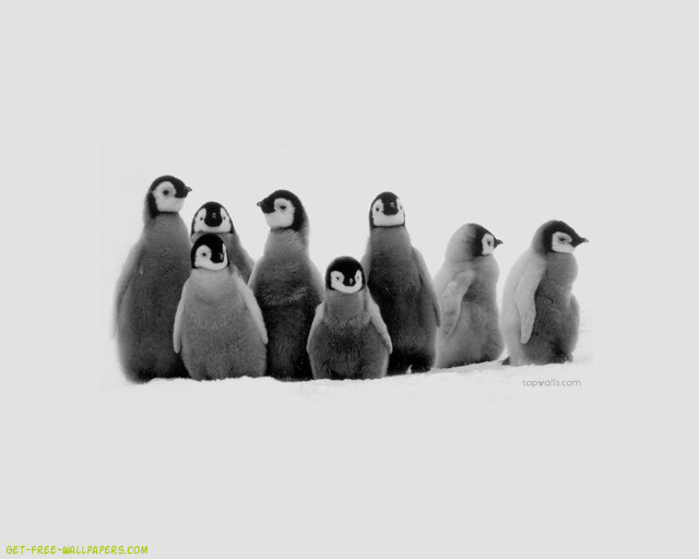 Penguins standing snow together group #2 free wallpaper - medium preview image