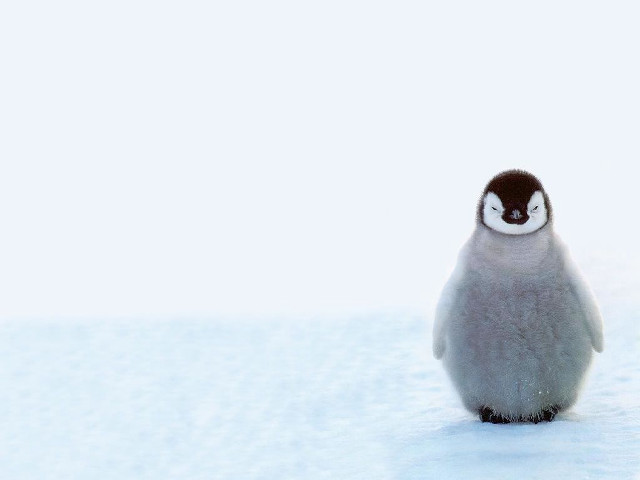 Penguin snow closed eyes minimalist free wallpaper - medium preview image