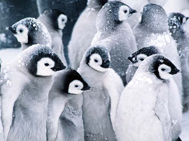 Penguins standing snow together group #4 free wallpaper - medium preview image