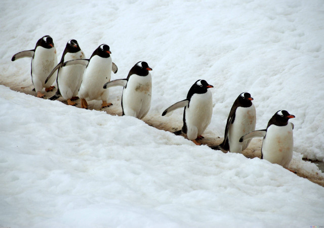 Penguins walking in the snow free wallpaper - medium preview image