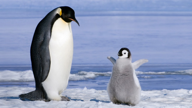 Penguin penguinling ice water looking free wallpaper - medium preview image