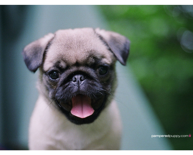Small pug dog tongue out #2 free wallpaper - medium preview image