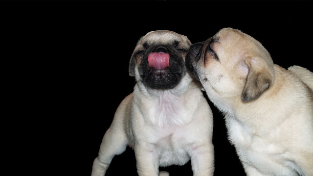 Small dogs playing black background #2 free wallpaper - medium preview image