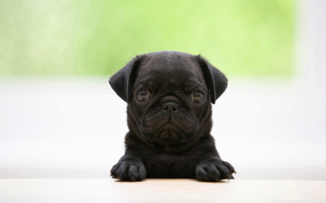 Black puppy sitting white surface free wallpaper - medium preview image