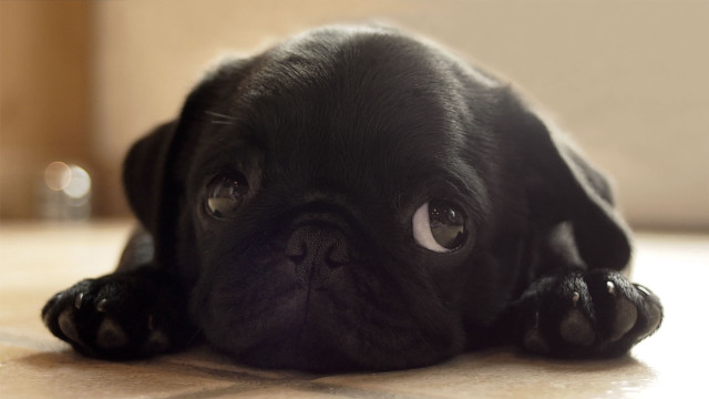 Black pug sad looking camera free wallpaper - medium preview image