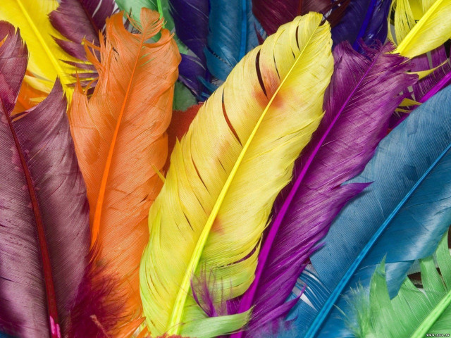 Colorful feathers closeup white background #2 free wallpaper - medium preview image